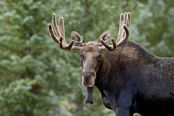 Bull moose (Alces alces), Roosevelt National Forest, Colorado, United States of America
