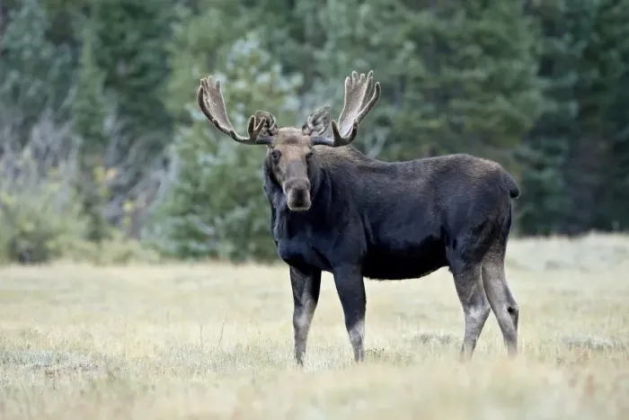 Framed Print : Bull moose (Alces alces), Roosevelt National Forest, Colorado, United States of America Framed Print : Bull moose (Alces alces), Roosevelt National Forest, Colorado, United States of America