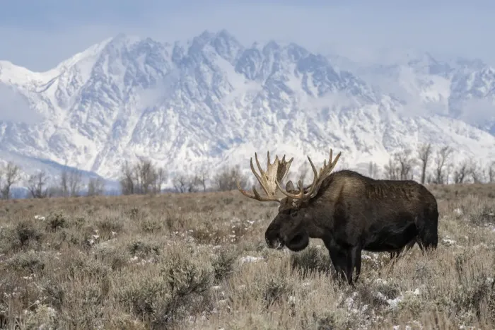 Framed Print : Bull moose (Alces alces), standing in front of Teton Range, Grand Teton National Park