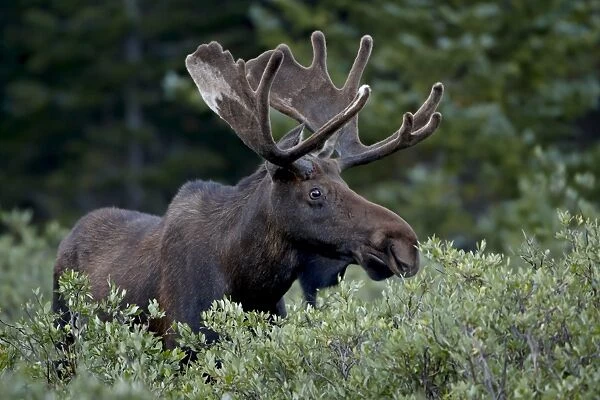 Bull moose (Alces alces) in velvet, Roosevelt National Forest, Colorado