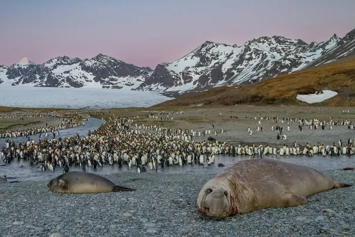 Framed Print : Bull southern elephant seal (Mirounga leonina) on South Georgia Island, Southern Ocean Framed Print : Bull southern elephant seal (Mirounga leonina) on South Georgia Island, Southern Ocean