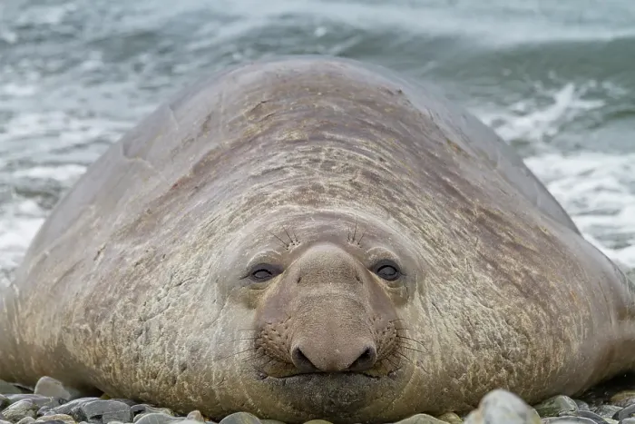 Framed Print : Bull southern elephant seal (Mirounga leonina) on South Georgia Island, Southern Ocean Framed Print : Bull southern elephant seal (Mirounga leonina) on South Georgia Island, Southern Ocean