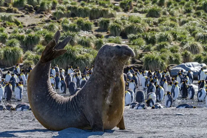 Framed Print : Bull southern elephant seal (Mirounga leonina) on South Georgia Island, Southern Ocean Framed Print : Bull southern elephant seal (Mirounga leonina) on South Georgia Island, Southern Ocean