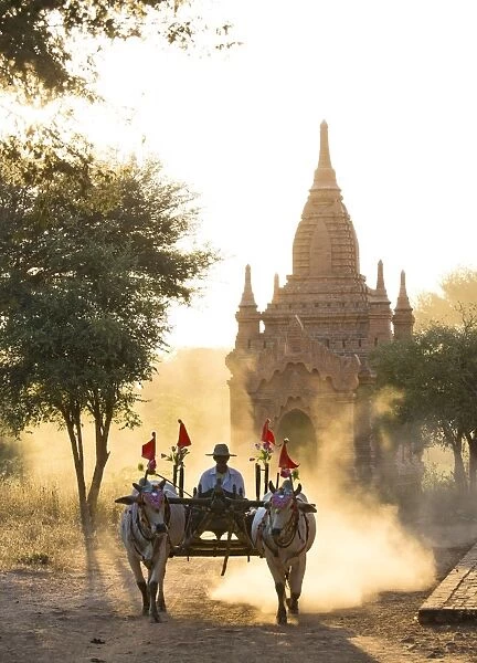Bullock cart on a dusty track among the temples of Bagan with light from the setting sun shining through the dust, Bagan, Myanmar (Burma), Southeast Asia