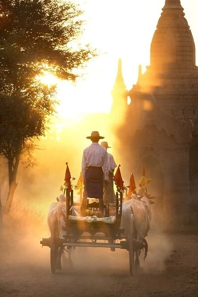 Bullock cart on a dusty track among the temples of Bagan with light from the setting sun shining through the dust, Bagan, Myanmar (Burma), Southeast Asia