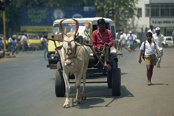 Bullock cart, Pune, Maharashtra state, India, Asia