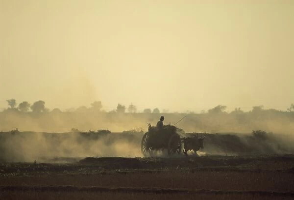Bullock cart returning home in the evening, near Bago (Pegu), Myanmar (Burma), Asia