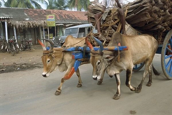 Bullock carts are still the main means of transport for locals
