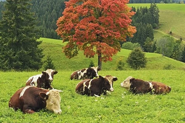 Bulls on pasture and maple tree, Black Forest, Schwarzwald-Baar, Baden-Wurttemberg, Germany, Europe