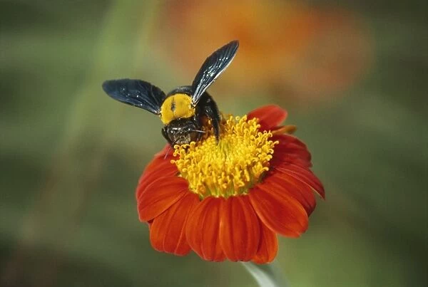 Bumble bee on a dahlia, England, United Kingdom, Europe