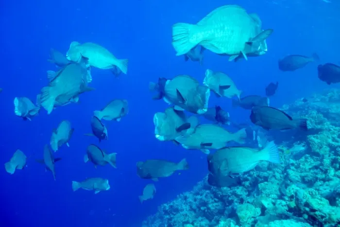 Framed Print : Bumphead parrotfish (Bolbometopon muricatum) schooling. Quensland, Australia, Pacific Framed Print : Bumphead parrotfish (Bolbometopon muricatum) schooling. Quensland, Australia, Pacific
