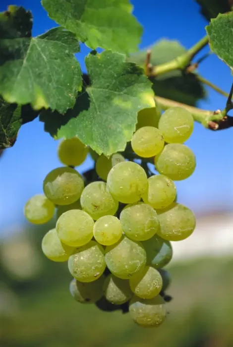 Framed Print : Bunch of grapes, Champagne, France Framed Print : Bunch of grapes, Champagne, France