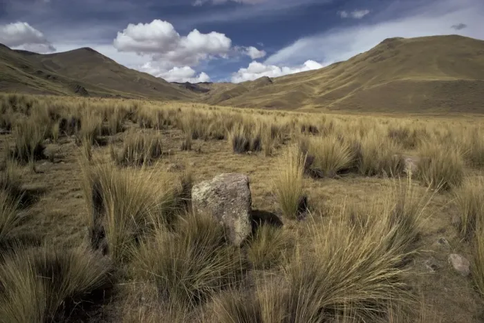 Framed Print : Bunch grass on windswept Altiplano Framed Print : Bunch grass on windswept Altiplano