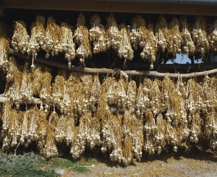 Framed Print : Bunches of Garlic Hanging in a Barn, Britanny, France