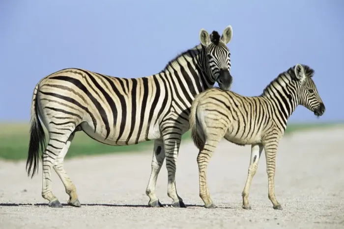 Framed Print : Burchells (Plains) zebra Framed Print : Burchells (Plains) zebra