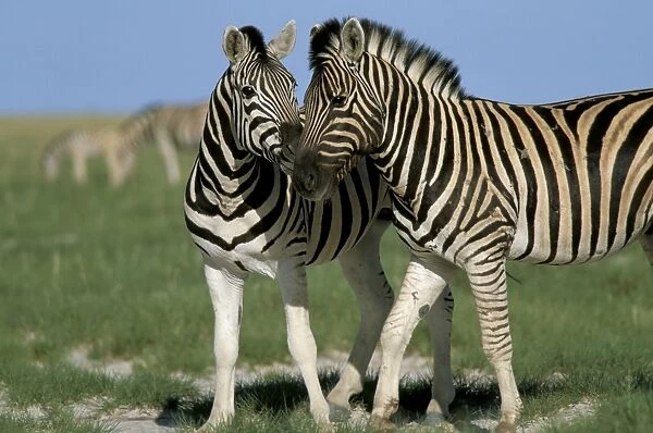 Burchells (Plains) zebra (Equus burchelli)