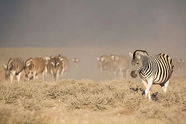 Burchells (plains) zebra (Equus burchelli), Etosha National Park, Namibia, Africa