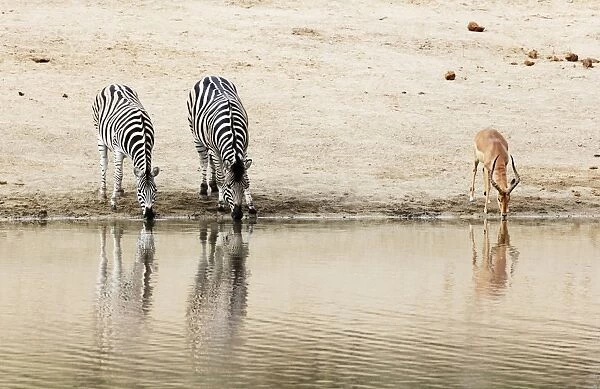 Burchells Plains zebra (Equus quagga) drinking, Kruger National Park, South Africa