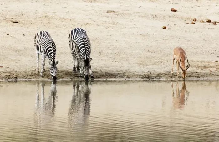 Framed Print : Burchells Plains zebra (Equus quagga) drinking, Kruger National Park, South Africa Framed Print : Burchells Plains zebra (Equus quagga) drinking, Kruger National Park, South Africa