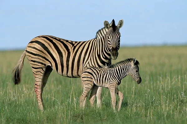 Burchells (Plains) zebra with newborn foal (Equus burchelli)