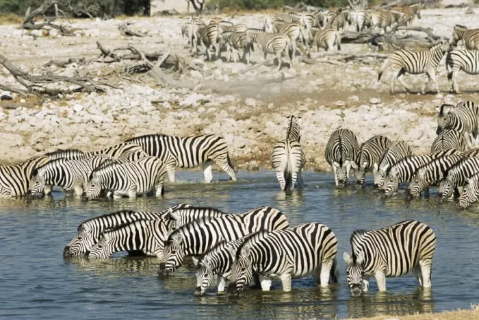 Framed Print : Burchells zebra Framed Print : Burchells zebra