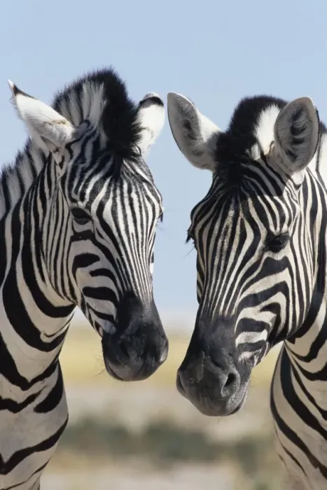 Framed Print : Two Burchells zebra Framed Print : Two Burchells zebra