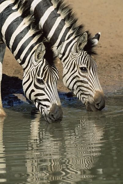 Two Burchells zebra
