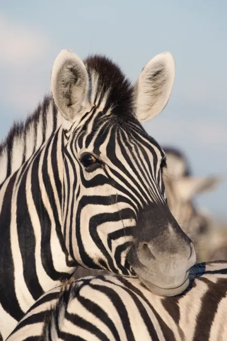 Framed Print : Burchells zebra (Equus burchelli), resting, Etosha National Park, Namibia, Africa Framed Print : Burchells zebra (Equus burchelli), resting, Etosha National Park, Namibia, Africa