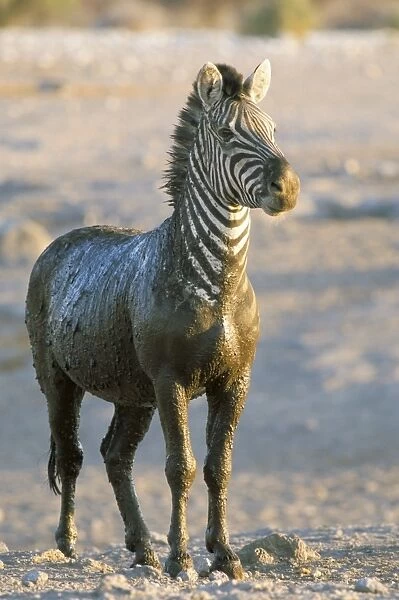 Burchells zebra (Equus burchelli) covered in mud