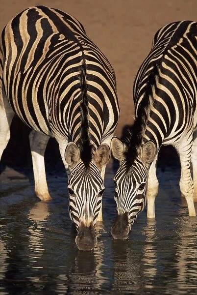 Two Burchells zebra (Equus burchelli) drinking
