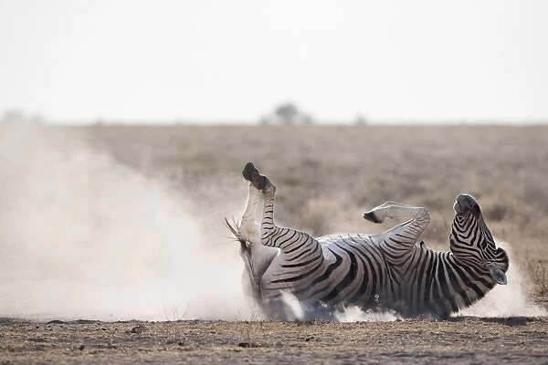 Burchells zebra (Equus burchelli), dust bathing, Etosha National Park