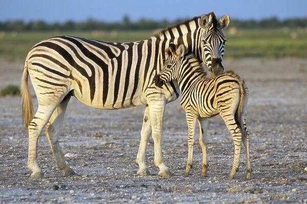 Burchells zebra (Equus burchelli) with foal