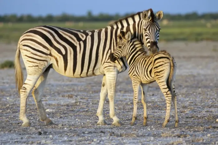 Framed Print : Burchells zebra (Equus burchelli) with foal Framed Print : Burchells zebra (Equus burchelli) with foal