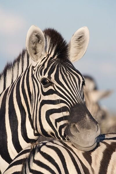 Burchells zebra (Equus burchelli), resting, Etosha National Park, Namibia, Africa