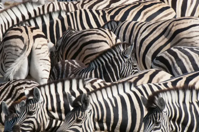 Framed Print : Burchells zebra (Equus burchellii), Etosha National Park, Namibia. Africa