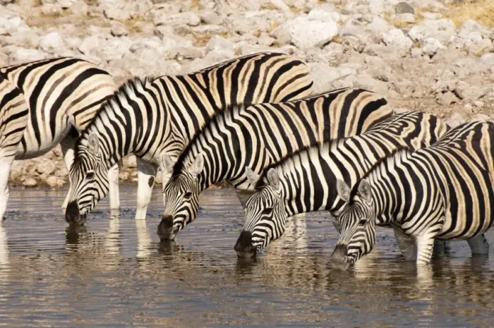 Framed Print : Burchells zebra (Equus burchellii), Etosha National Park, Namibia, Africa Framed Print : Burchells zebra (Equus burchellii), Etosha National Park, Namibia, Africa