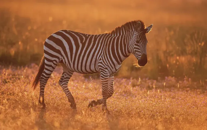 Framed Print : Burchell's zebra (Equus quagga burchellii) in late afternoon light on the Liuwa plain, Zambia, Africa Framed Print : Burchell's zebra (Equus quagga burchellii) in late afternoon light on the Liuwa plain, Zambia, Africa