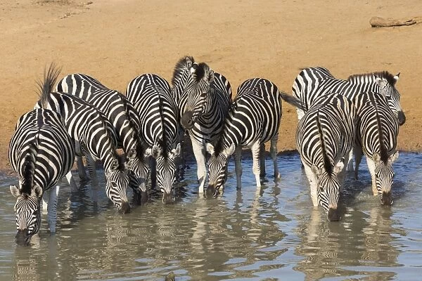 Burchells zebra (plains zebra) (Equus burchelli) drinking, Mhkuze nature reserve