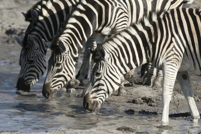 Framed Print : Burchells zebras (Equus burchelli), Khwai Concession, Okavango Delta, Botswana, Africa Framed Print : Burchells zebras (Equus burchelli), Khwai Concession, Okavango Delta, Botswana, Africa