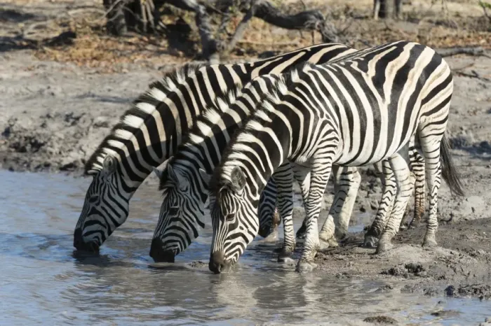 Framed Print : Burchells zebras (Equus burchelli), Khwai Concession, Okavango Delta, Botswana, Africa Framed Print : Burchells zebras (Equus burchelli), Khwai Concession, Okavango Delta, Botswana, Africa