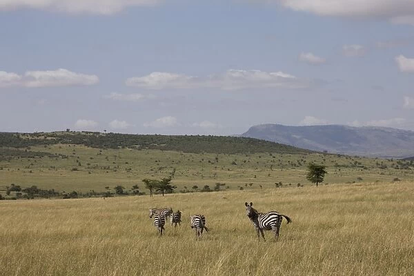 Burchells zebras (Equus burchelli), Masai Mara National Reserve, Kenya