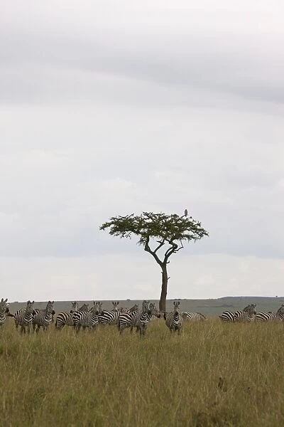 Burchells zebras (Equus burchelli), Masai Mara National Reserve, Kenya, East Africa, Africa