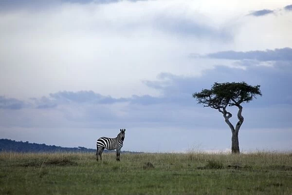 Burchells zebras (Equus burchelli), Masai Mara National Reserve, Kenya, East Africa, Africa