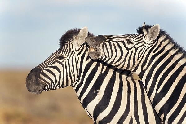 Burchells zebras (Equus burchelli) with foal, Etosha National Park, Namibia, Africa