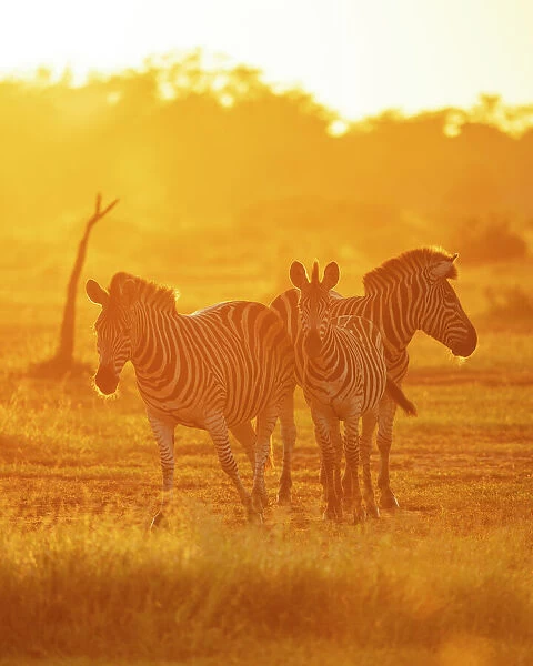 Burchells Zebras, Makuleke Contractual Park, Kruger National Park, South Africa, Africa