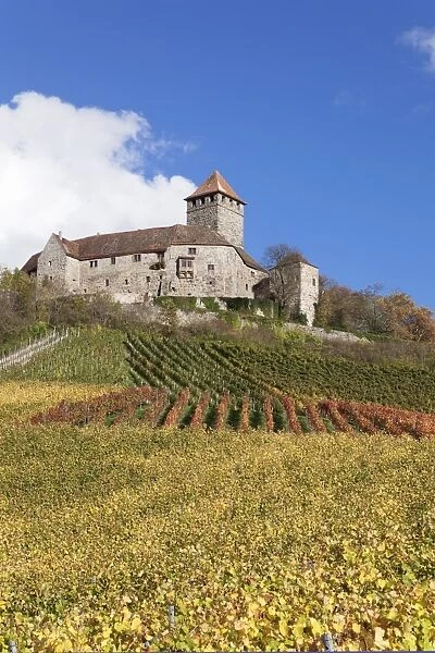 Burg Lichtenberg Castle, Vineyards in autumn, Oberstenfeld, Ludwigsburg District, Baden Wurttemberg, Germany, Europe