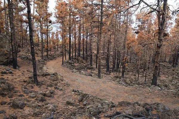 Burned Canary pine trees, La Palma Island, Canary Islands, Spain, Europe