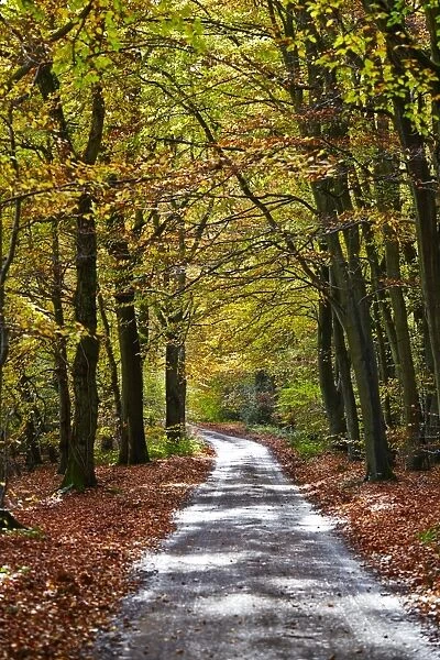 Burnham Beeches, Buckinghamshire, England, United Kingdom, Europe