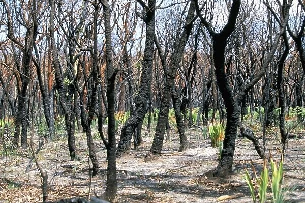 Burnt gum trees and new growth after severe bush fires in Royal National Park