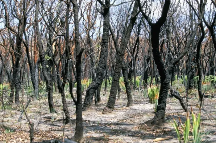 Framed Print : Burnt gum trees and new growth after severe bush fires in Royal National Park Framed Print : Burnt gum trees and new growth after severe bush fires in Royal National Park